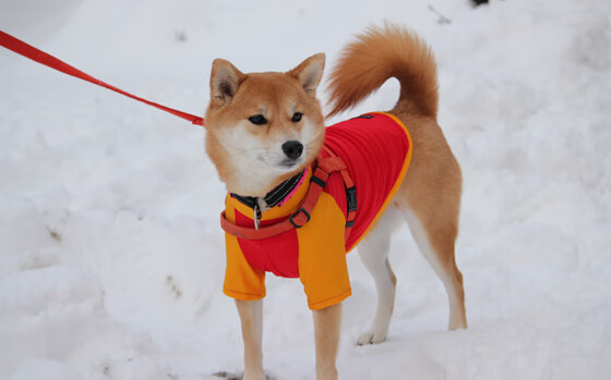 中小学体育教师培训机制逐步完善，中小学体育教师培训机制逐步完善的原因
