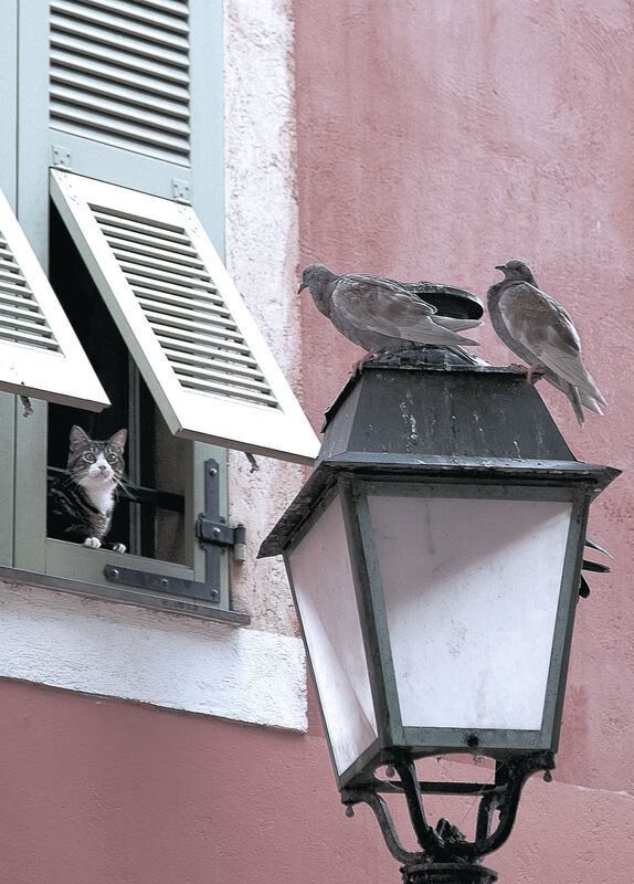 主力球员伤停期间替补轮换表现能否稳定发挥,球赛伤停补时算吗