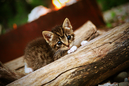 印度队未来发展：从本土赛场到国际舞台的跨越，印度国家队阵容