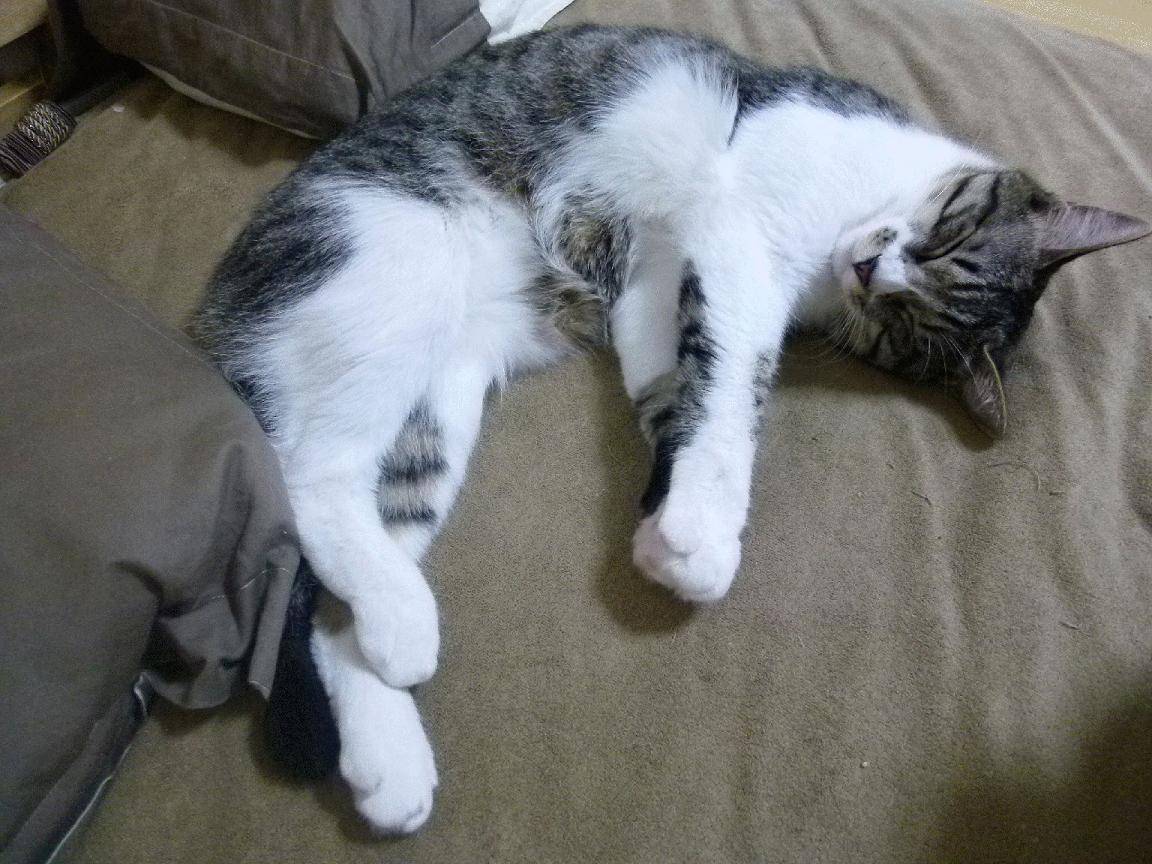 拜仁战术模型将进一步结合AI分析,拜仁阵型和球队战术