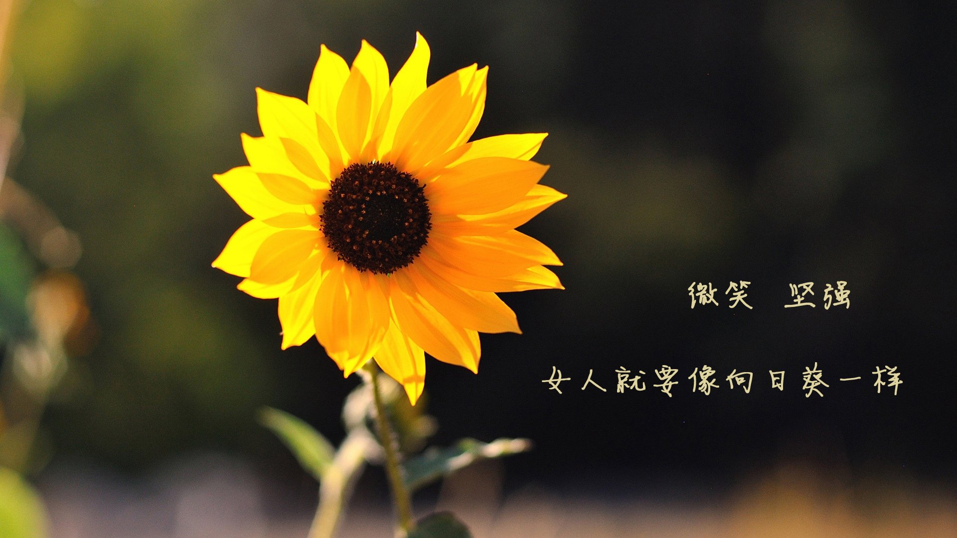 搏击台上激烈对决展现竞技精神，搏击对抗视频