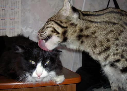 西班牙女队中长距离表现稳定，西班牙女队中长距离表现稳定的球员