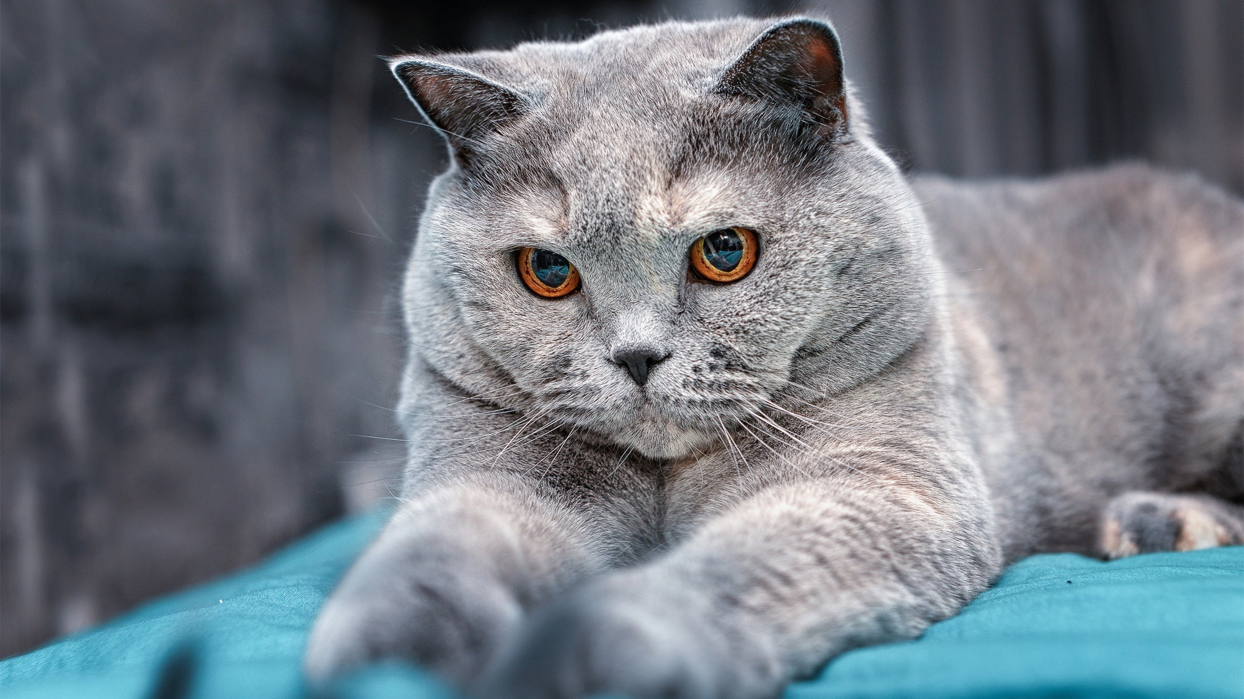 中国足球职业俱乐部赛事运营管理水平提升，职业足球俱乐部管理制度范本