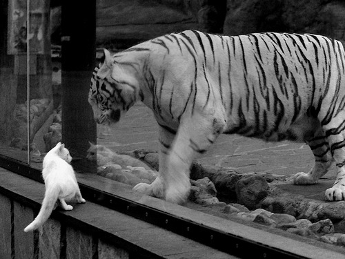 中小学篮球比赛纳入心理评估体系提升整体稳定性,篮球比赛心理分析