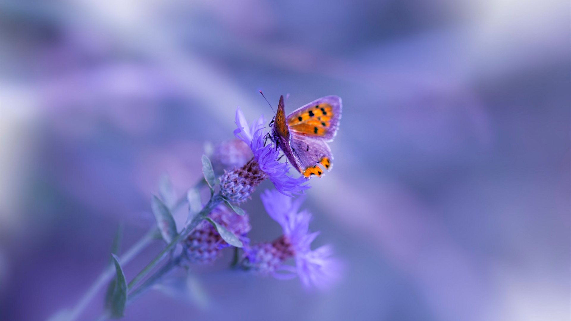 中国足球青少年足球教练员实战技能培训加强，中国业余足球教练员培训