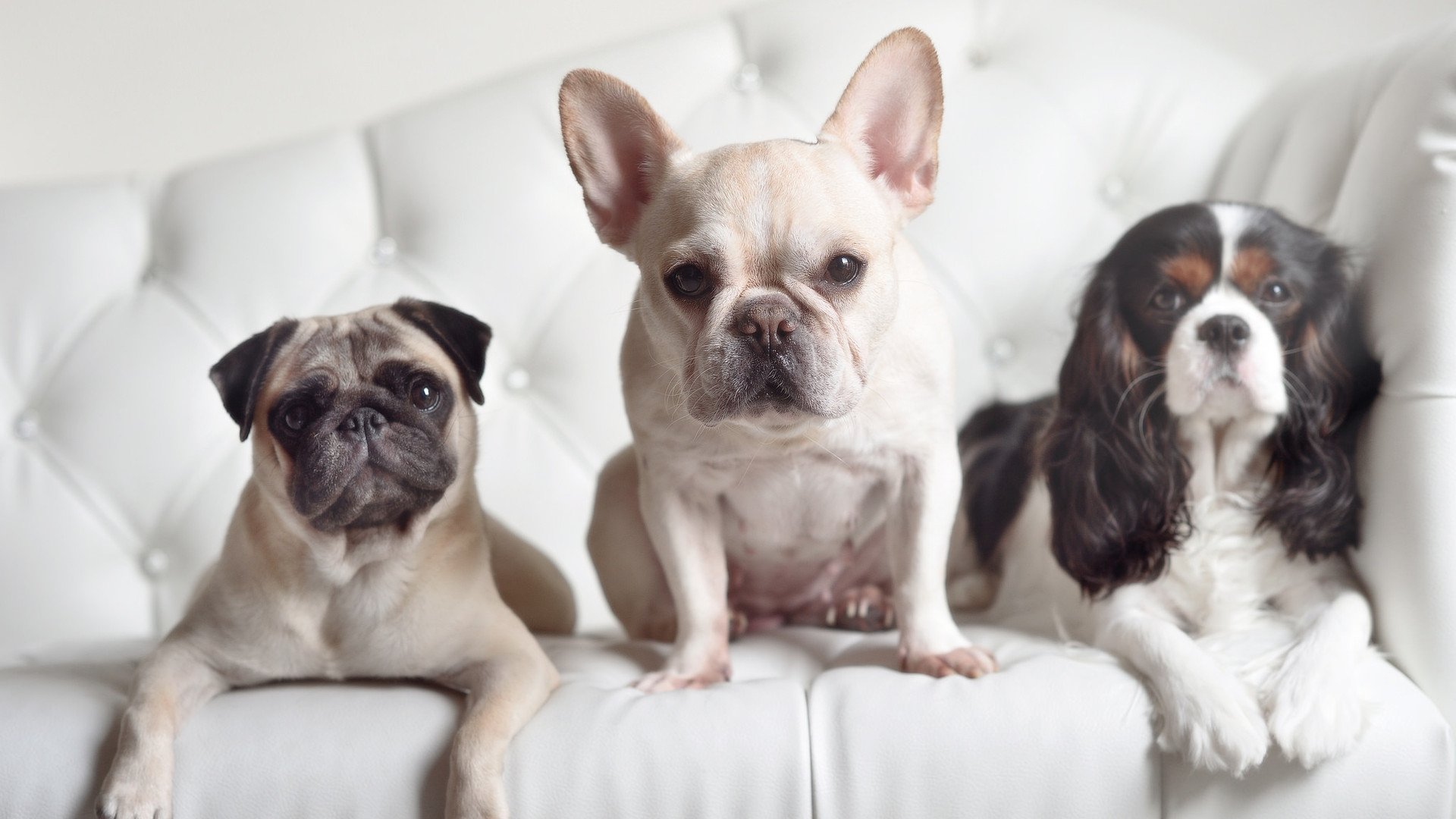 南非羚羊队的反击战术：快速回转进攻是他们的制胜法宝，南非羚羊直升机