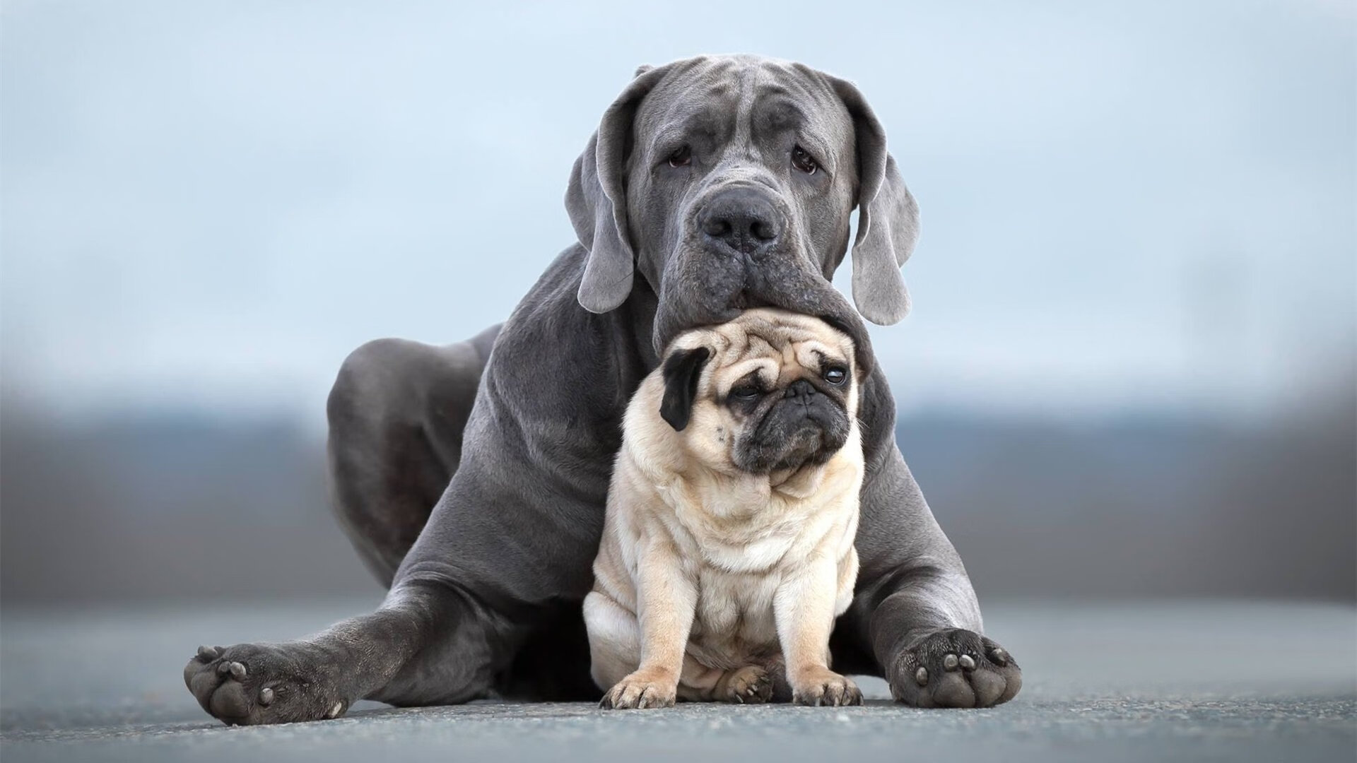 图穆亚突破力十足，袋鼠队战术核心逐渐显现