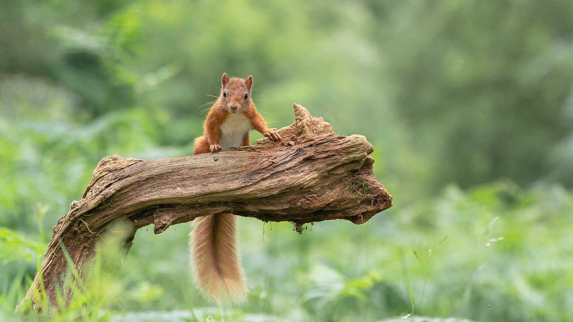 开云体育官方网站登陆-塞尔维亚女篮在欧洲锦标赛中力争金牌，传统劲旅永不言败，塞尔维亚女篮咋样
